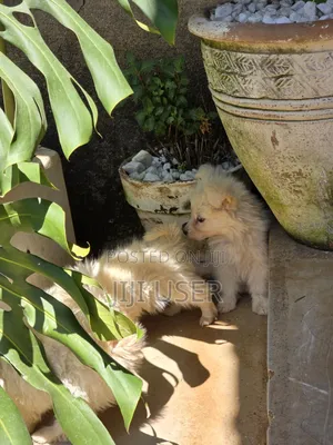 1-3 months Male Purebred Japanese Spitz
