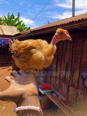 Pure Kienyeji Chicks, - main view