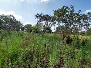 Old Runda 1/2 Plot For Sale - thumbnail 2