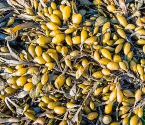 Bladderwrack Extract Powder Capsule Option Thyroid Management 250g. - main view