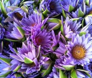 Blue Lotus Dried Flower. 30g. - main view