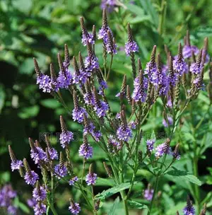 Blue Vervain Extract Powder. 250g.