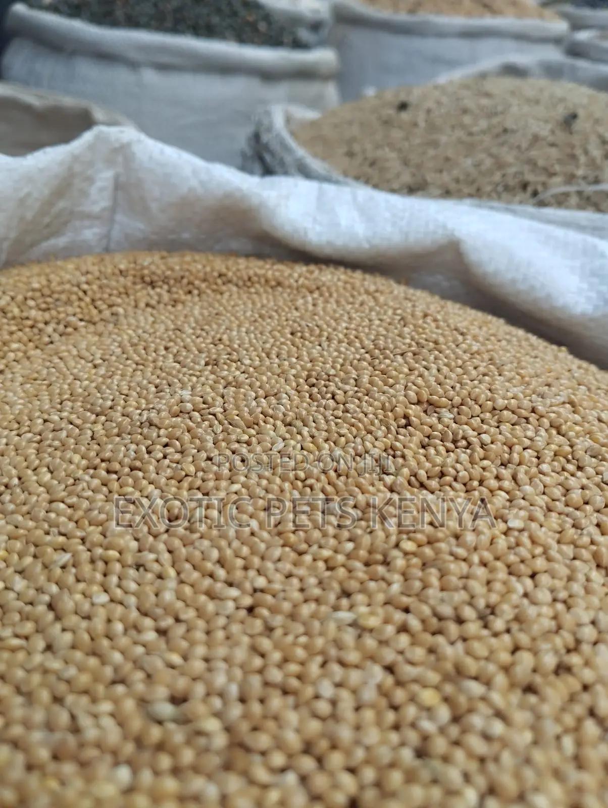 White Millet/Foxtail Millet (Food for Budgies, Cockatiels)