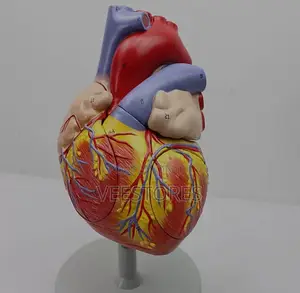 Enlarged Human Heart Anatomy Model