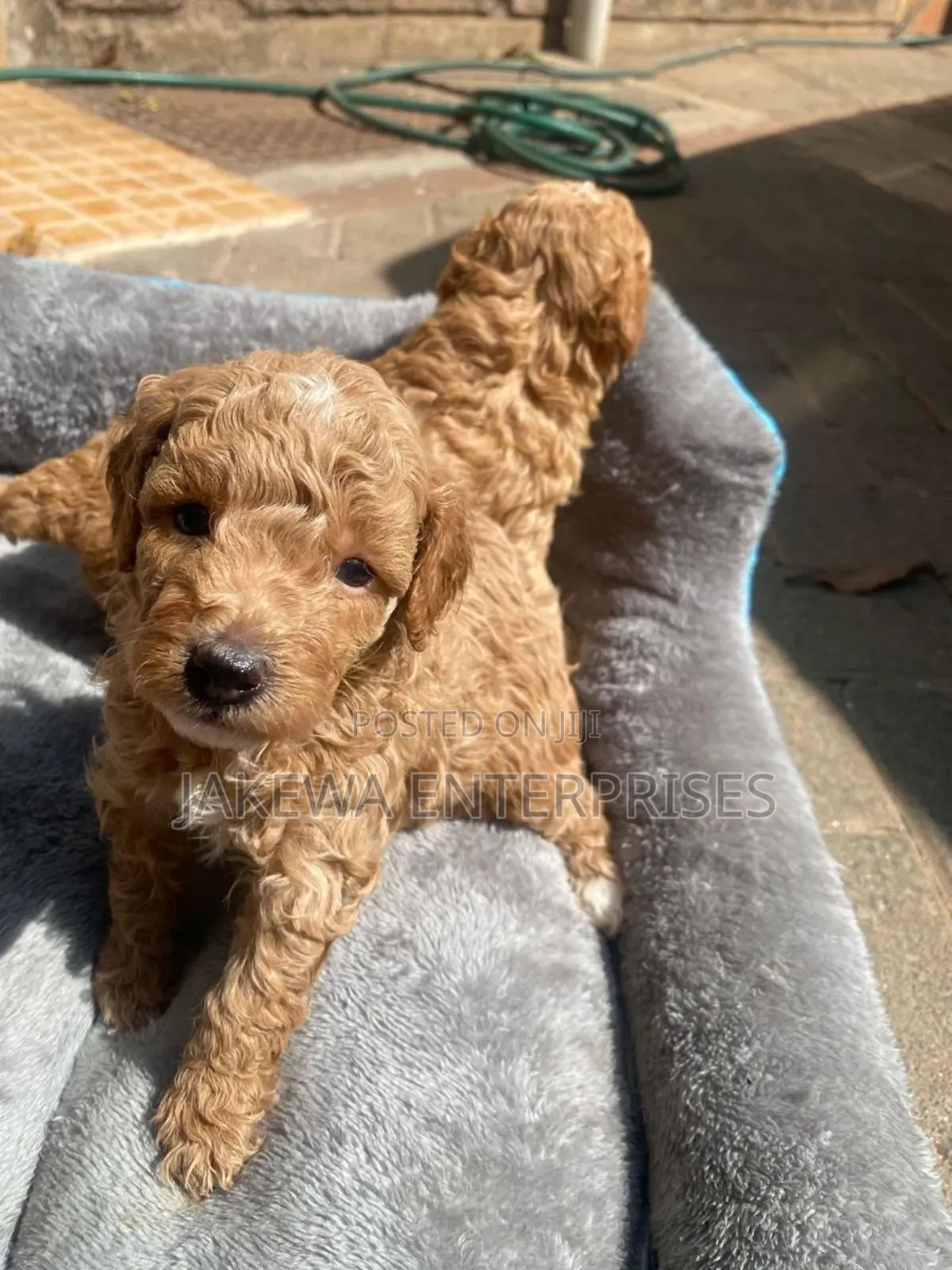 1-3 months Female Purebred Poodle