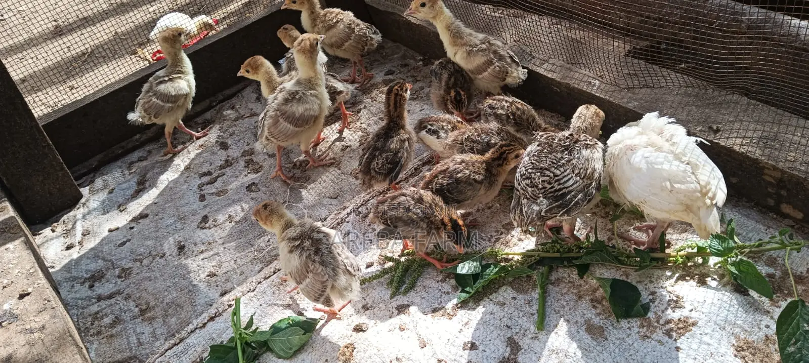 Redbourbon Turkey Chicks and Mature