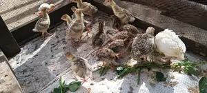 Redbourbon Turkey Chicks and Mature