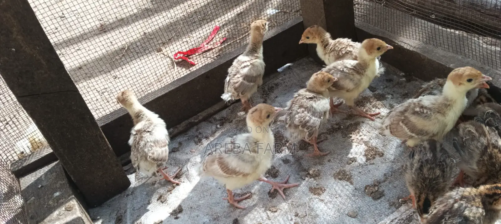 Redbourbon Turkey Chicks and Mature