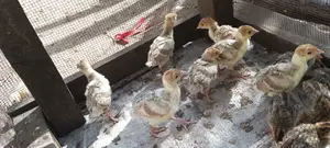 Redbourbon Turkey Chicks and Mature