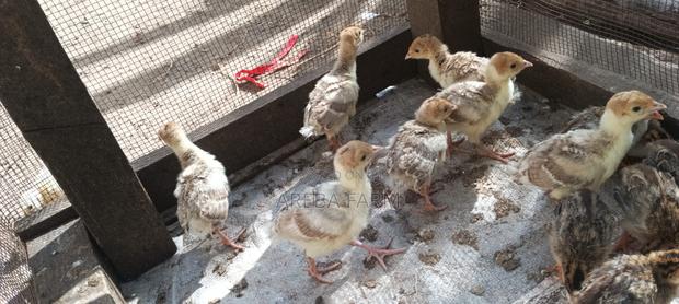 Redbourbon Turkey Chicks and Mature - thumbnail 4