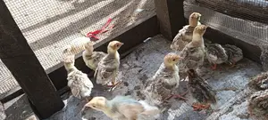 Redbourbon Turkey Chicks and Mature