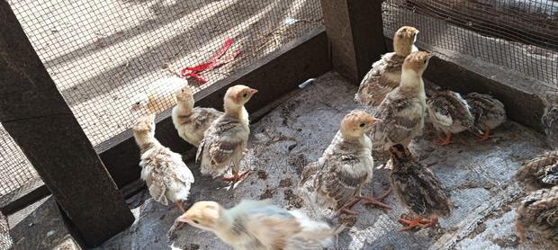 Redbourbon Turkey Chicks and Mature - thumbnail 5