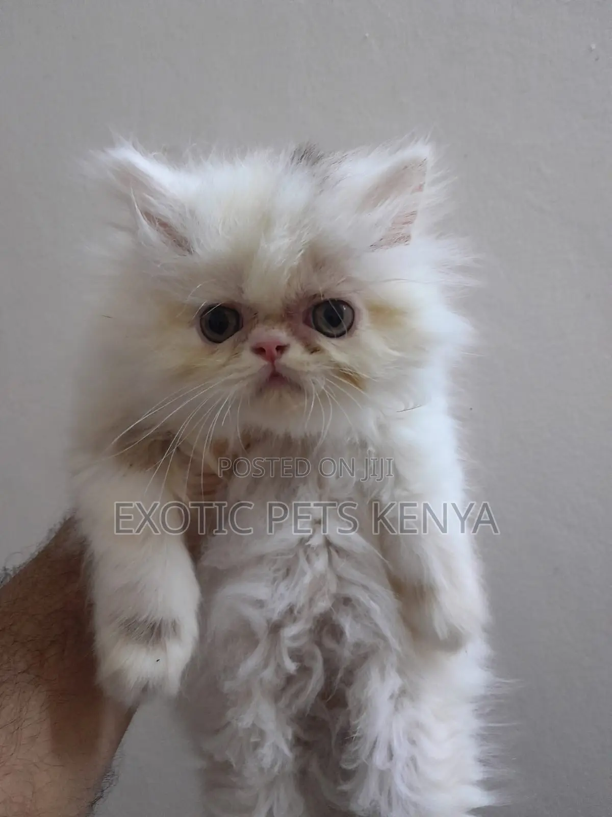 1-3 months Female Purebred Persian