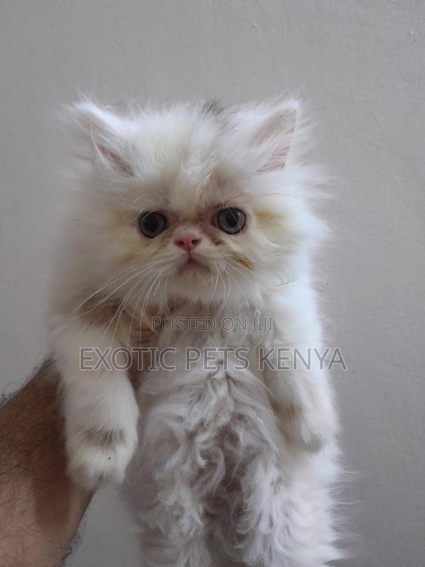 1-3 months Female Purebred Persian