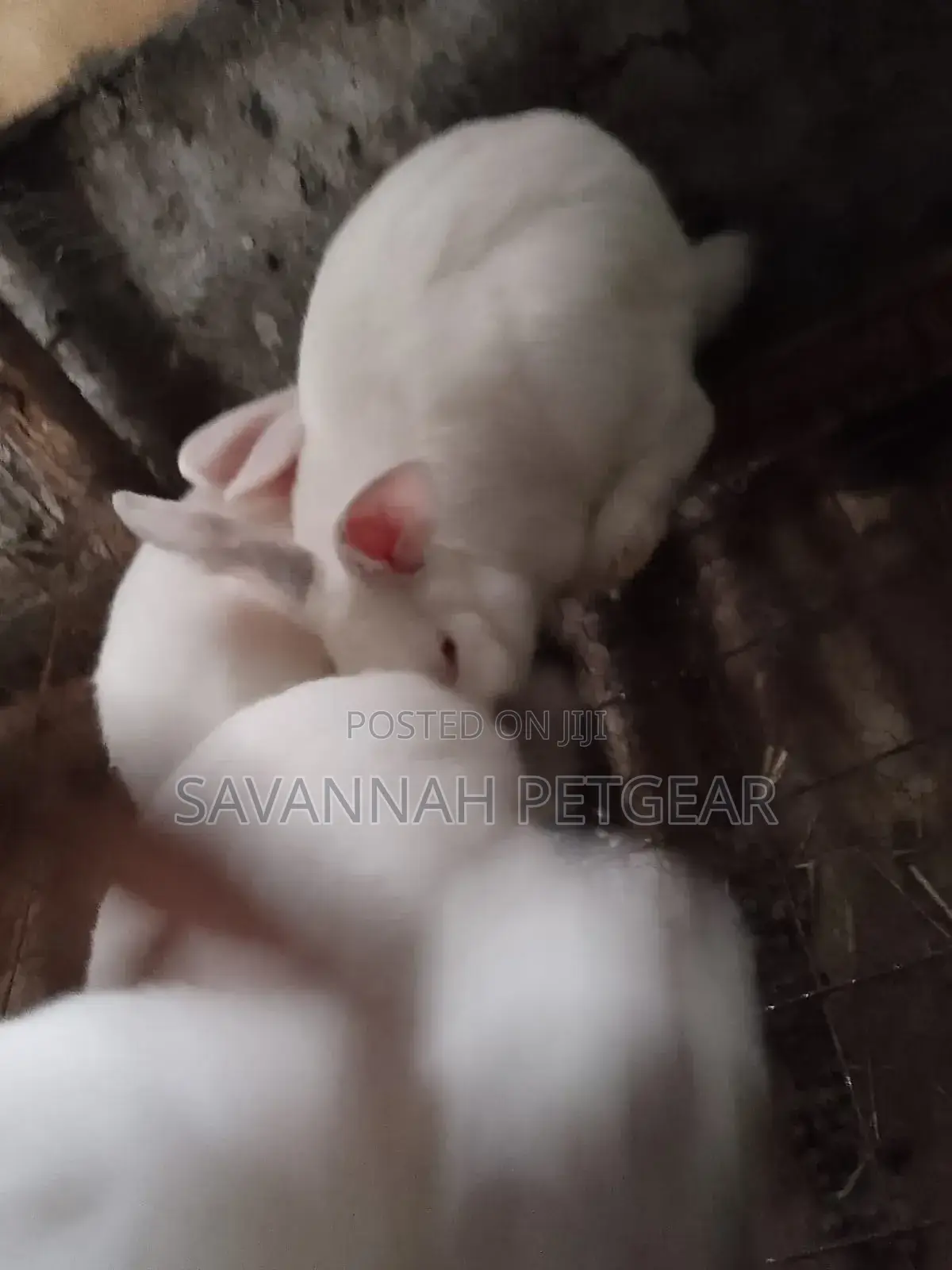 California White Rabbits - 5 Months Old