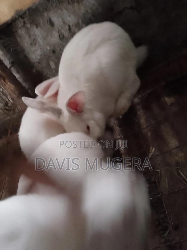 California White Rabbits - 5 Months Old - main view