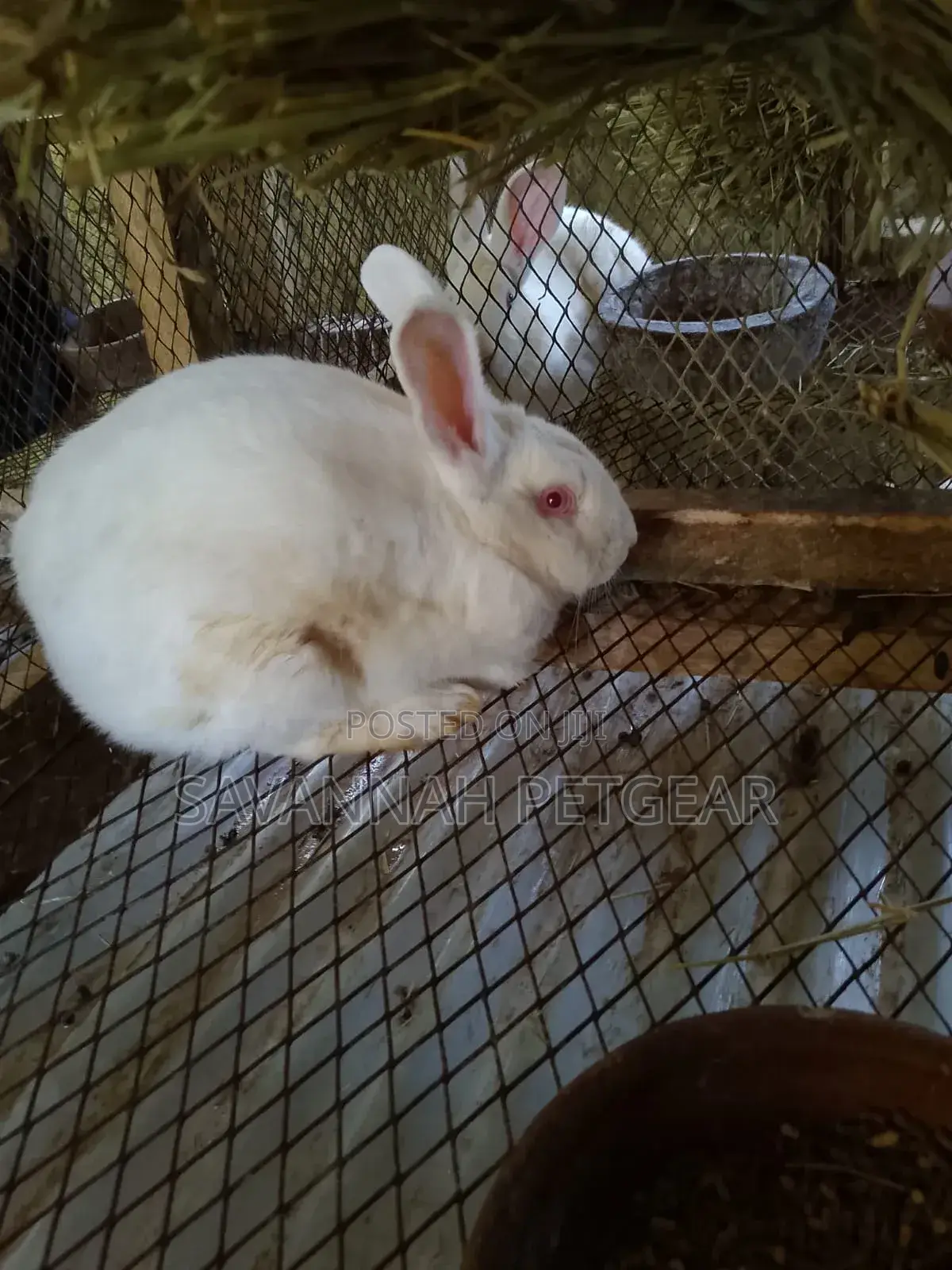 California White Rabbits - 5 Months Old