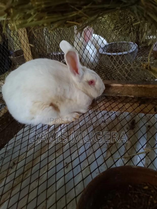 California White Rabbits - 5 Months Old - thumbnail 2