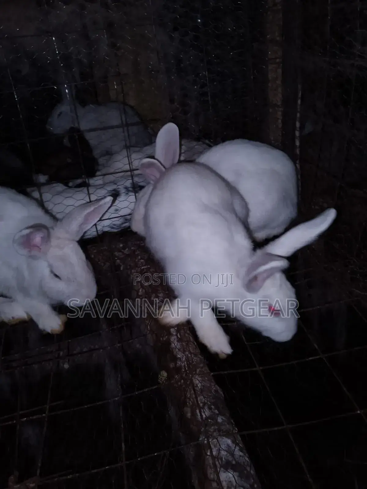 California White Rabbits - 5 Months Old