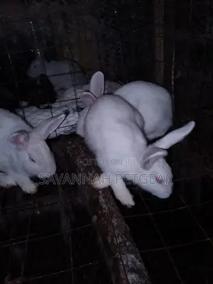California White Rabbits - 5 Months Old