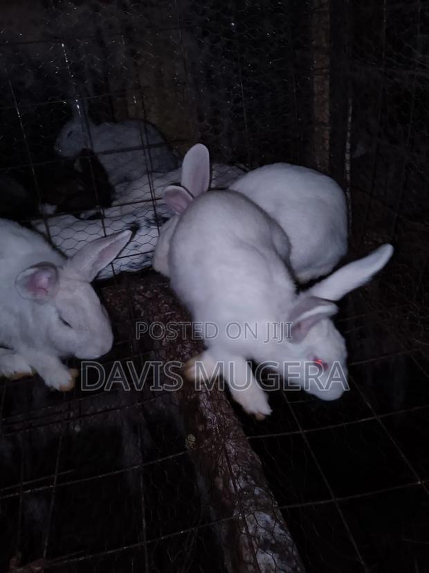California White Rabbits - 5 Months Old - thumbnail 3