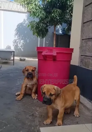1-3 months Male Purebred Boerboel