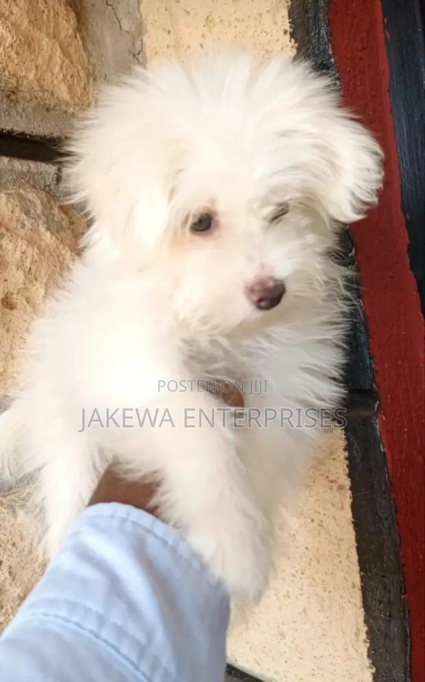 1-3 months Male Purebred Havanese - main view