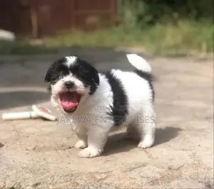 1-3 months Male Purebred Havanese