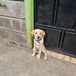 1-3 months Female Purebred Labrador Retriever - thumbnail 2