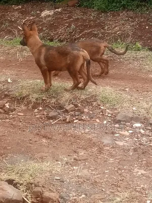1-3 months Male Purebred Belgian Malinois