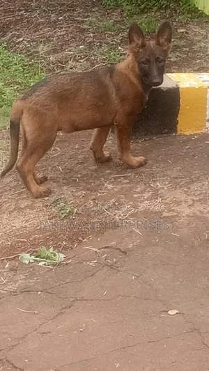 1-3 months Male Purebred Belgian Malinois