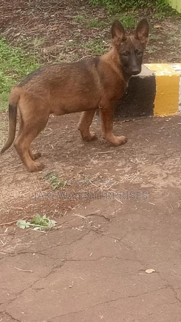 1-3 months Male Purebred Belgian Malinois - thumbnail 2