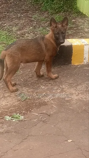 1-3 months Male Purebred Belgian Malinois