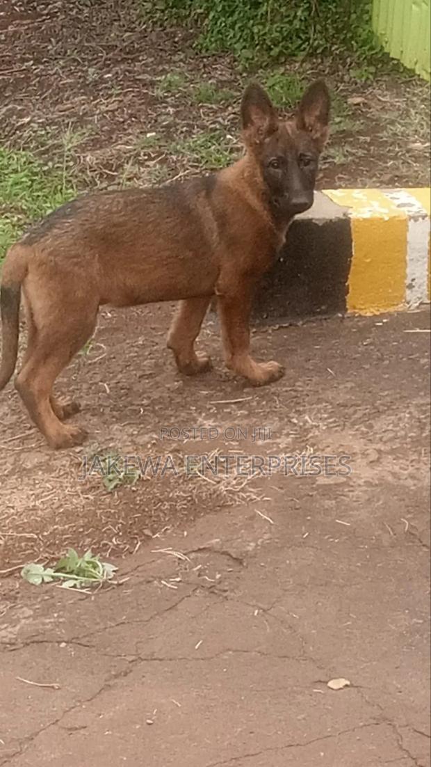 1-3 months Male Purebred Belgian Malinois - thumbnail 3