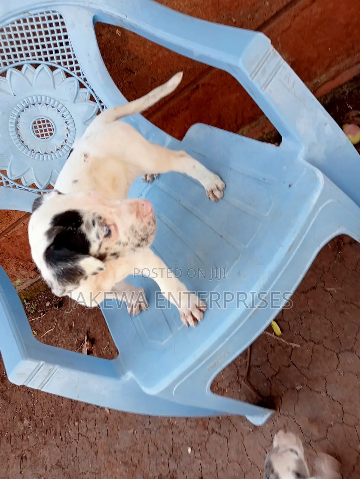 1-3 months Female Purebred Great Dane