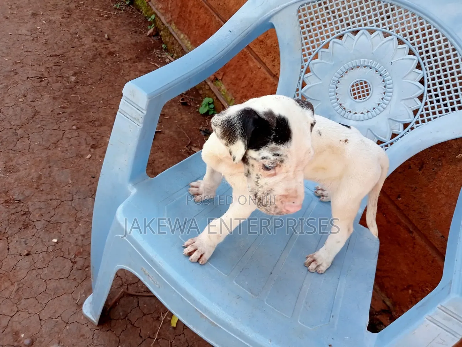 1-3 months Male Purebred Great Dane