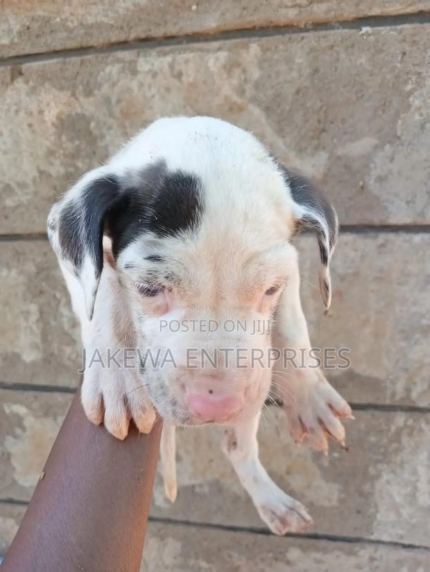 1-3 months Male Purebred Great Dane
