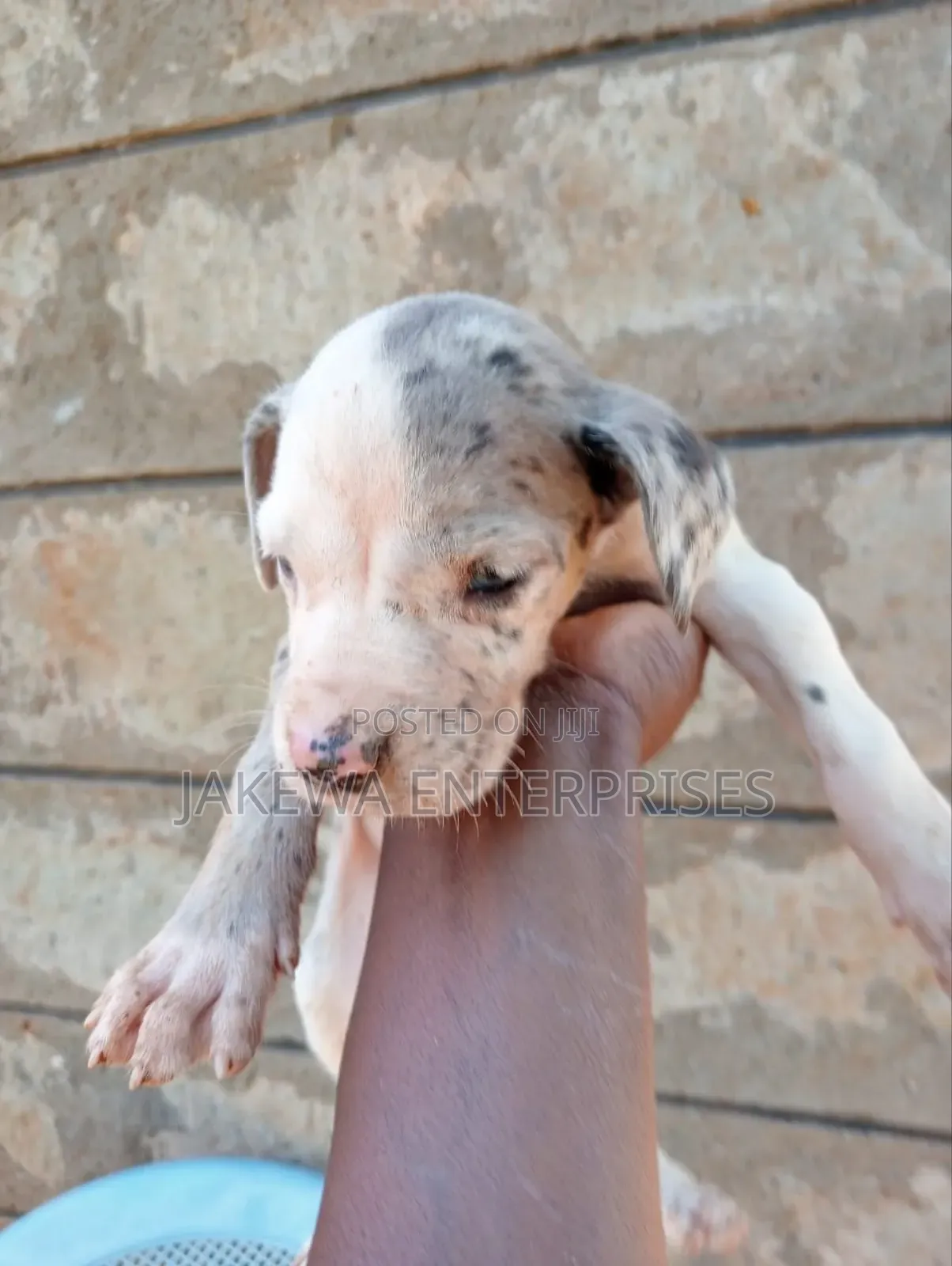 1-3 months Female Purebred Great Dane