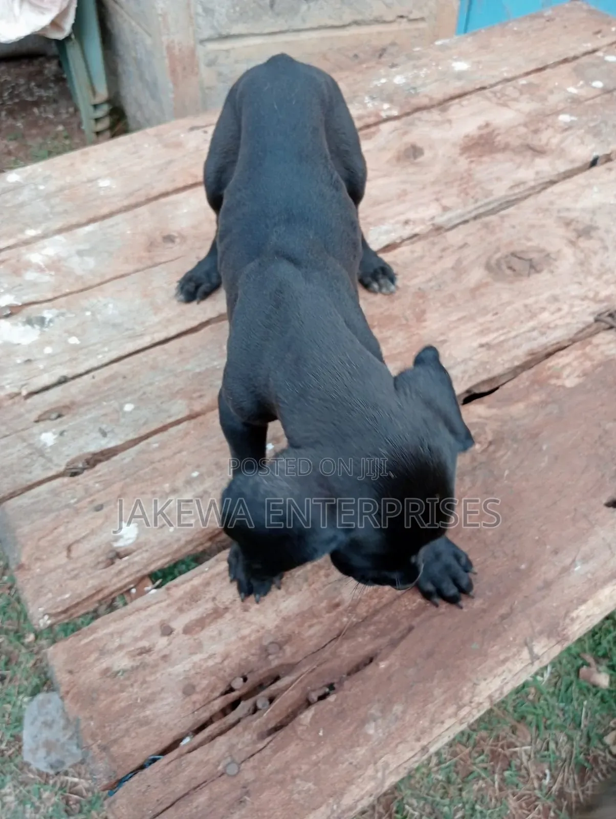 1-3 months Male Purebred Great Dane