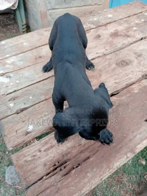 1-3 months Male Purebred Great Dane