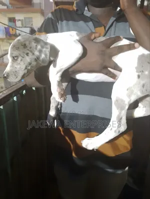 1-3 months Female Purebred Great Dane