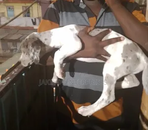 1-3 months Female Purebred Great Dane