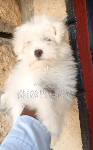 1-3 months Female Purebred Havanese