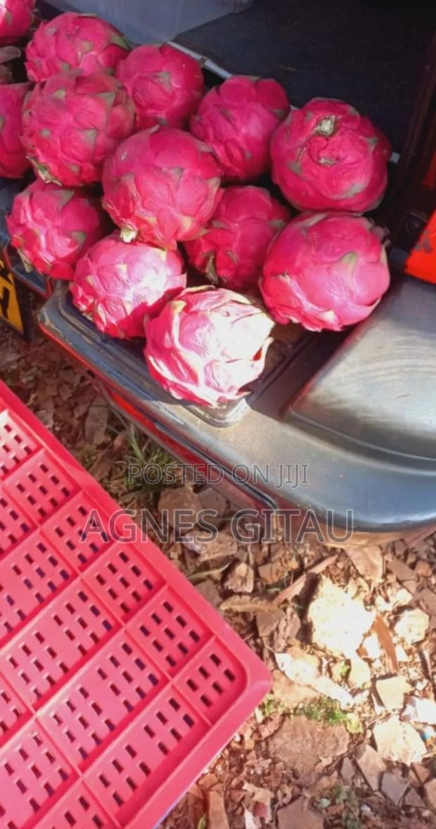 Dragon Fruit Seedlings . - thumbnail 6