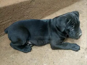 1-3 months Male Purebred Boerboel