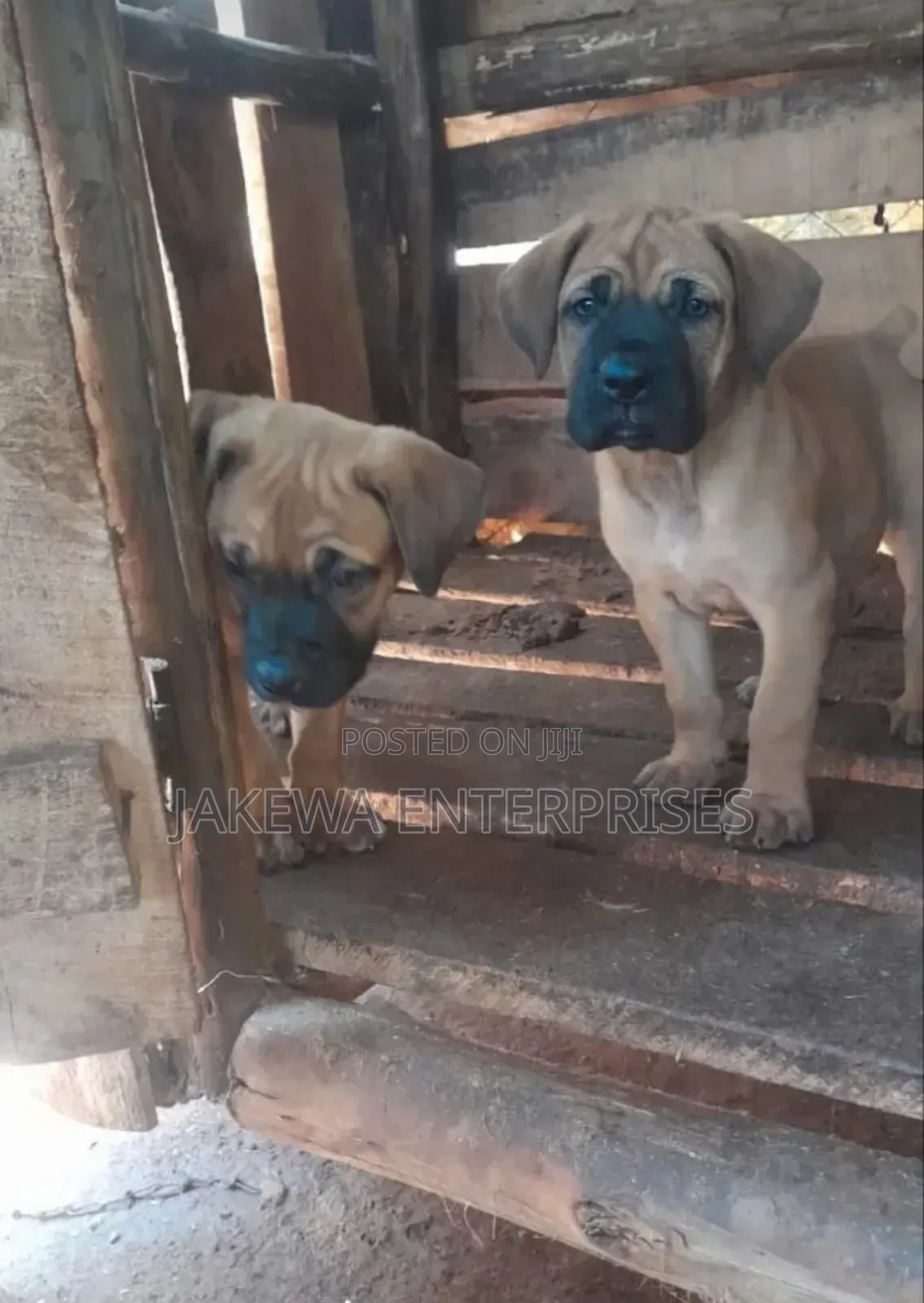 1-3 months Male Purebred Boerboel