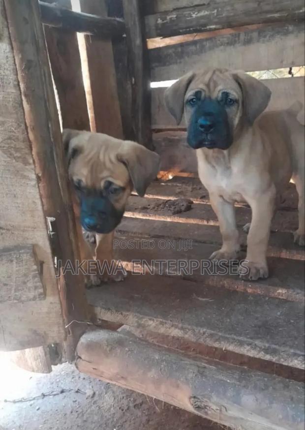 1-3 months Male Purebred Boerboel - main view