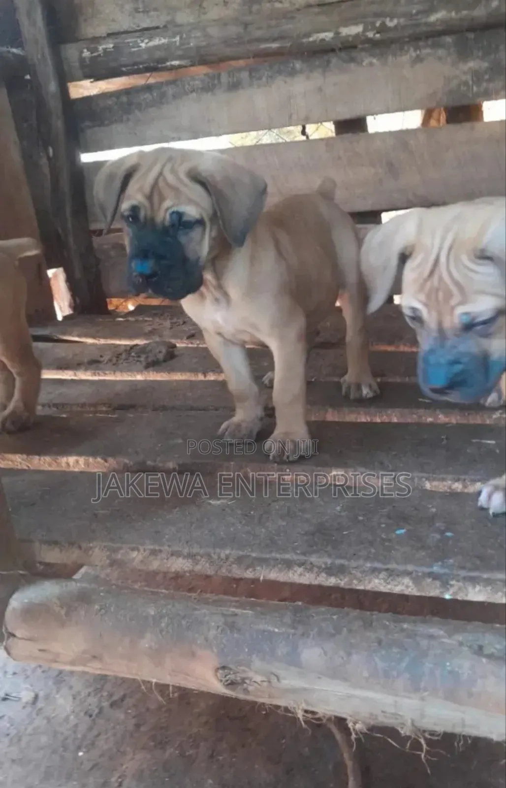 1-3 months Female Purebred Boerboel