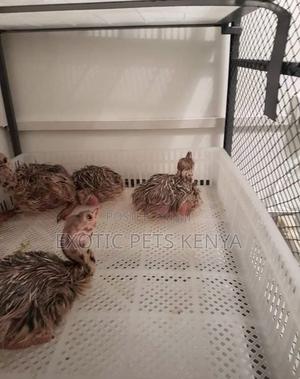 Ostrich Chics - thumbnail 2