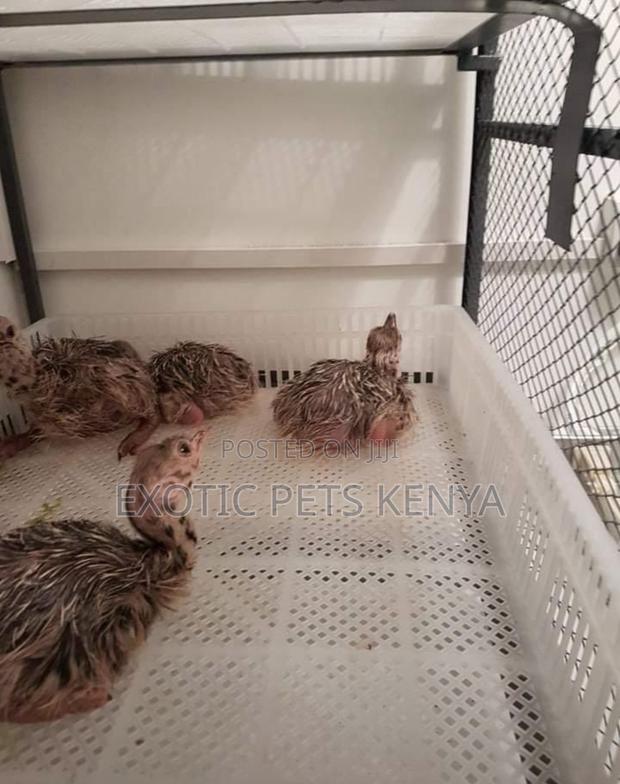 Ostrich Chics - main view